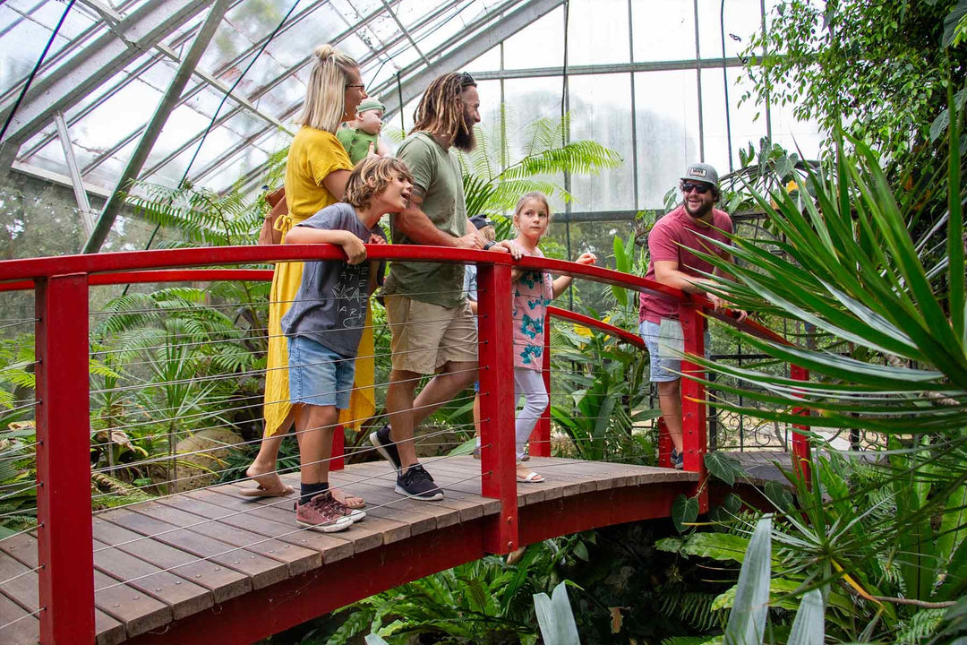 Australian Butterfly Sanctuary - Kuranda