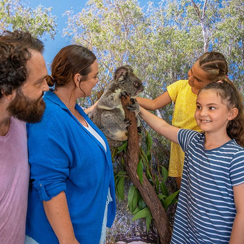 Kuranda Koala Gardens - Kuranda