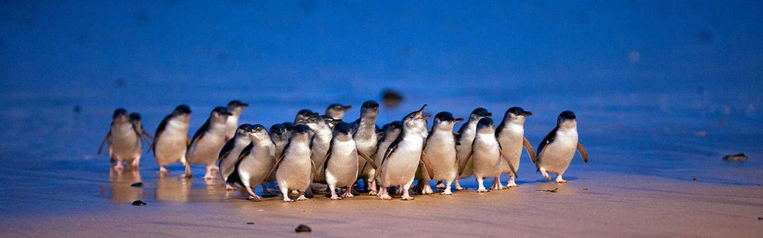 Phillip Island Nature Parks - Phillip Island