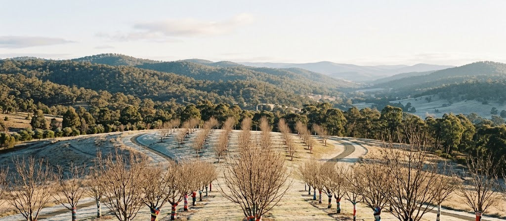Trees wrapped in colourful knitted scarves with frost at the National Arboretum in Canberra in winter