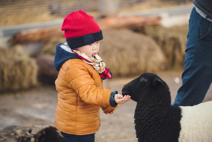 Mum's Little Explorers: 6 Must-Do Animal & Wildlife Experiences Around Melbourne for Curious Kids