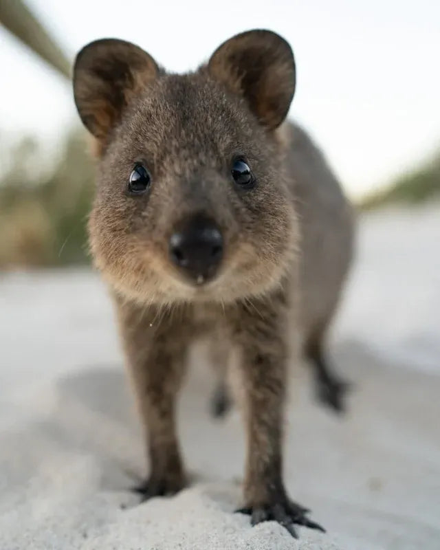 Rottnest Express - Rottnest Island