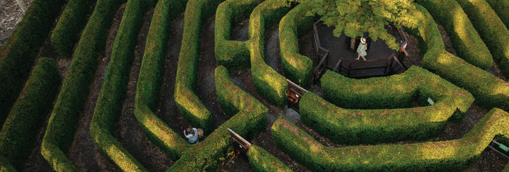 The Maze - Bullsbrook