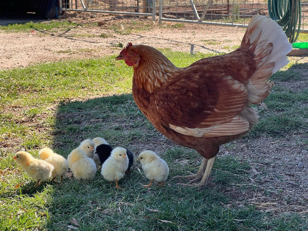 Shukura Park Farm