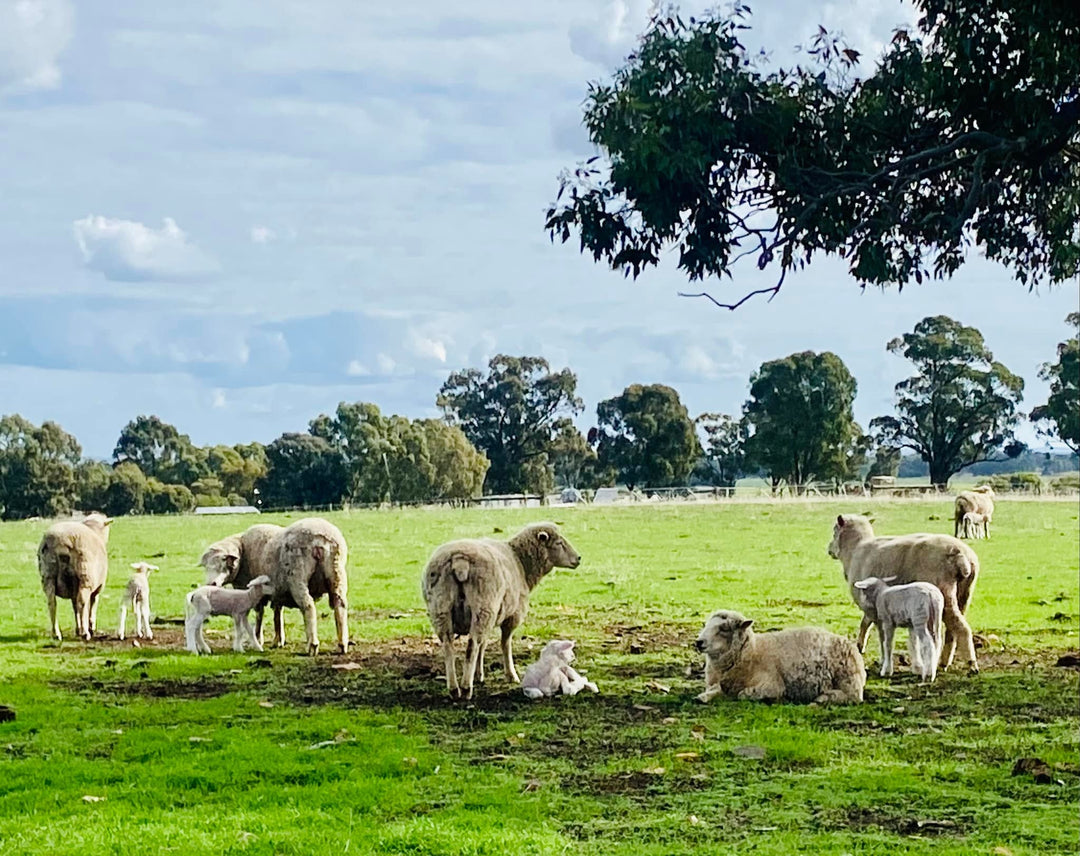 Sunny Acres Farm