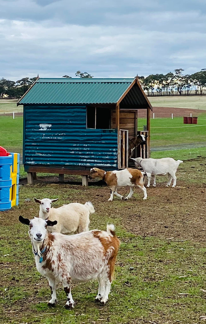 Sunny Acres Farm