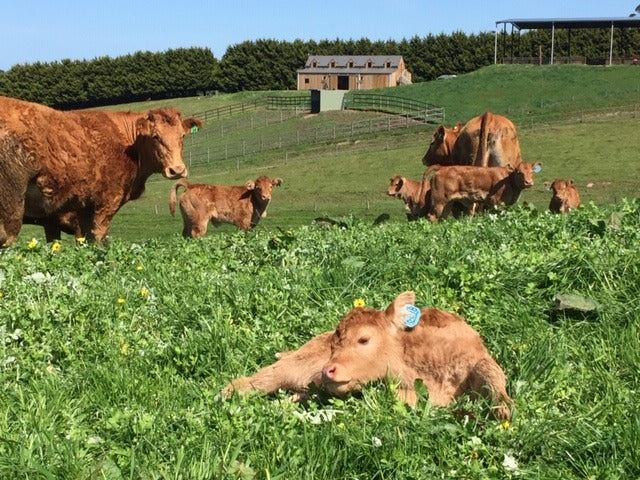 Seaview Park Farm