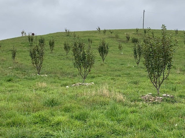 Seaview Park Farm