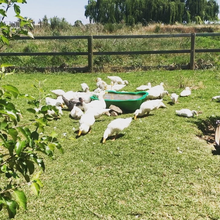 Shukura Park Farm