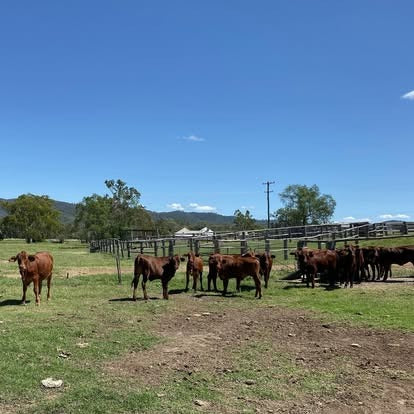 Roseneath Farm Stay