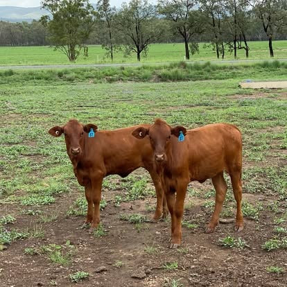 Roseneath Farm Stay