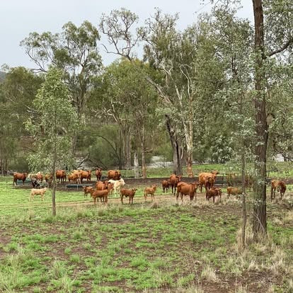 Roseneath Farm Stay