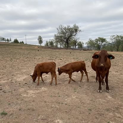 Roseneath Farm Stay