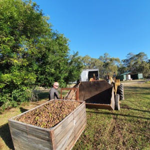 The Pecan Lady