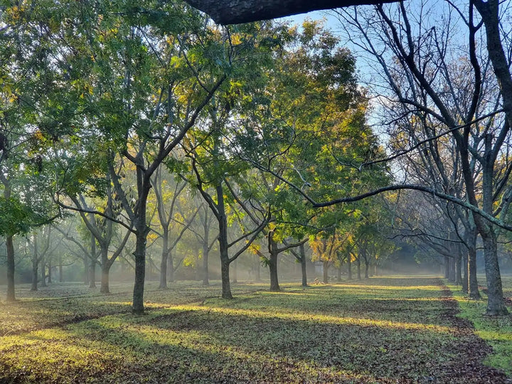 The Pecan Lady
