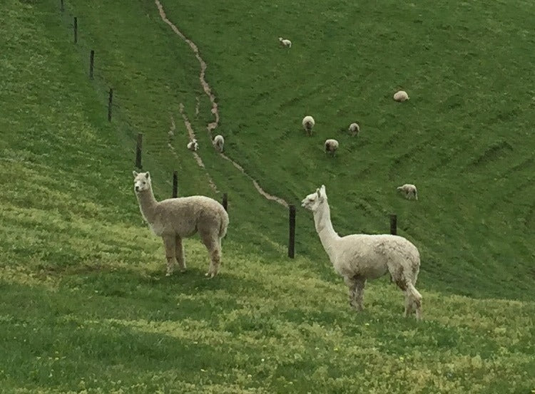 Seaview Park Farm