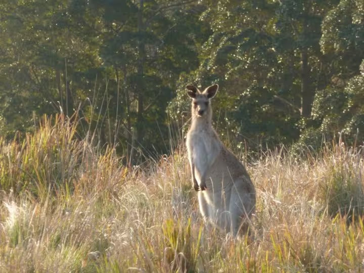 Wallaby Creek Retreat