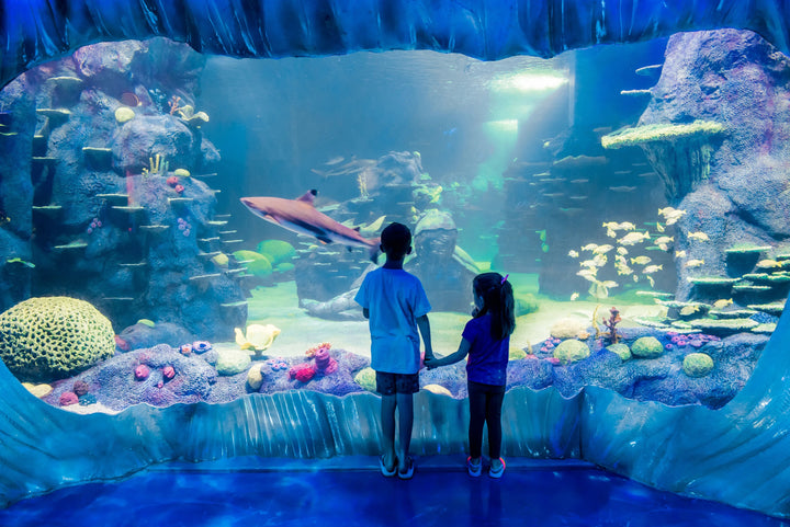 SEA LIFE - Sydney