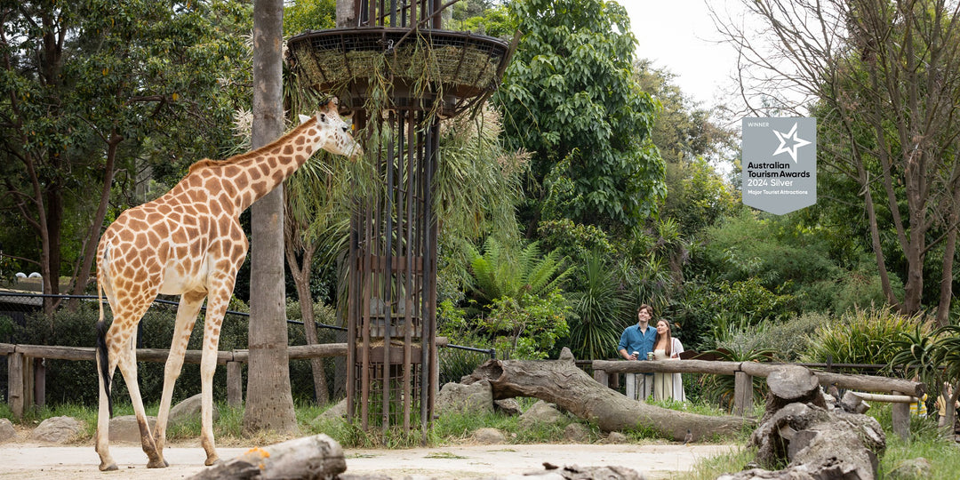 Melbourne Zoo - Melbourne